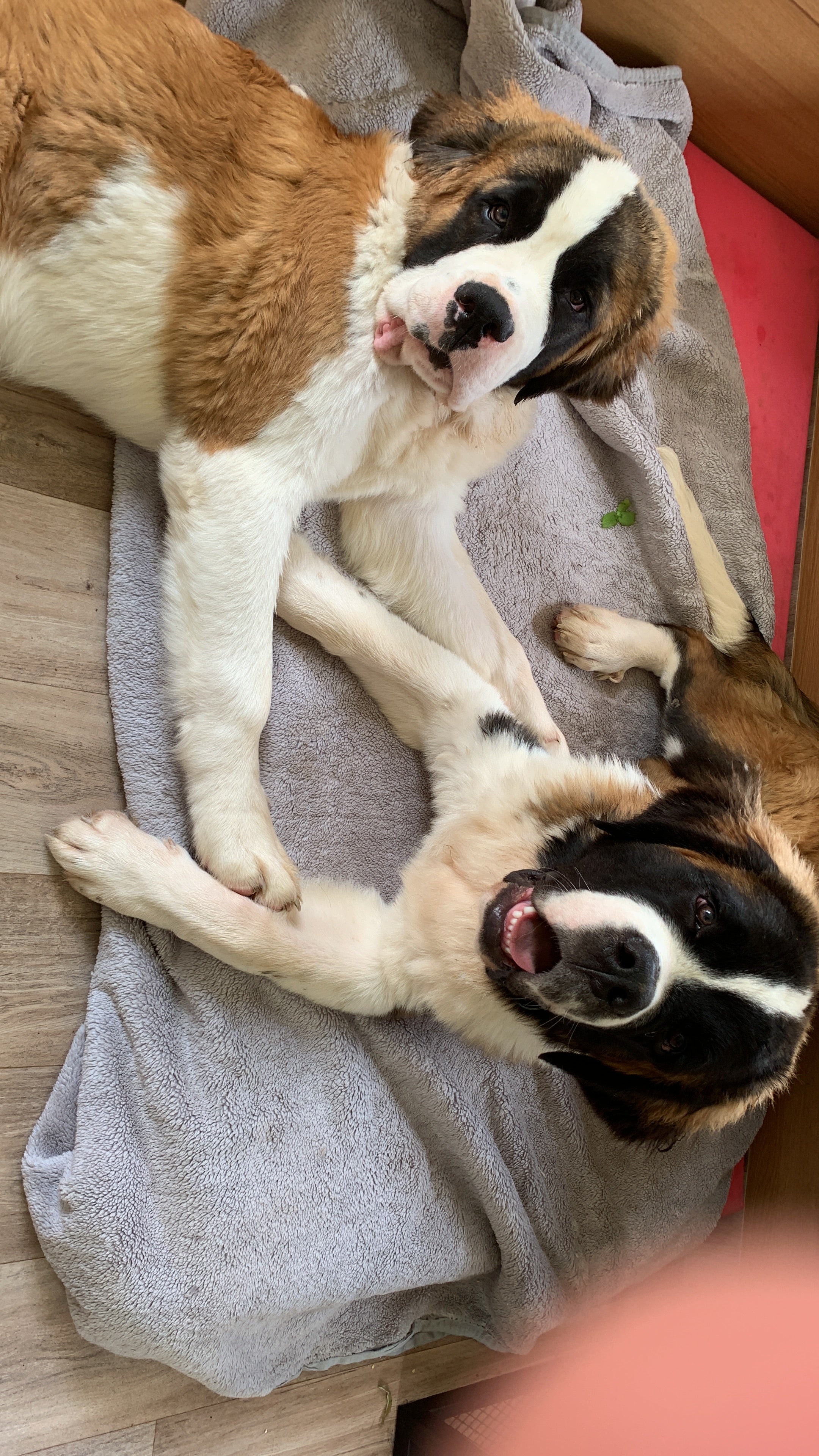 St bernard discount puppy biting